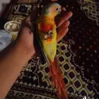 كنيور امريكانا دايلوت اليف