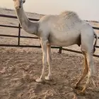 للبيع قعود مفرود عفر