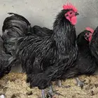 ديك استرلوب