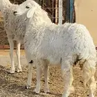 حريات جذعات