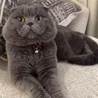 للبيع ذكر سكوتش فولد اسكوتلندي