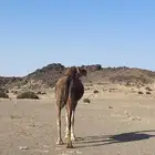 نياق لقحات قريب ولاد