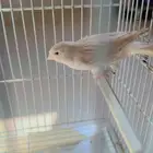 كناري ازابيل تغريد نار