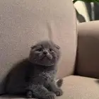 قط سكوتش فولد بلو للبيع