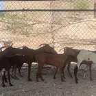 معزا دهم حمر للبيع عدد 15 من 290