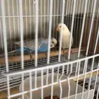 ازواج بادجي طيور حب