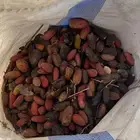 تمر يصلح للحلال