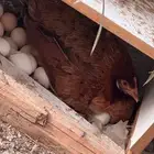 دجاج عربي و وحده بصيصانها للبيع