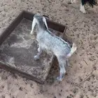 معزه للبيع كفو العداد 2 تحته 4