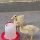 بطتين للبيع