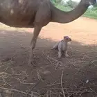 ناقه خلفه اركه