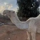 ضرايب للبيع