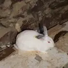 ارانب اناثي فرنسي