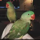 ببغاء درة نيبالي للبيع