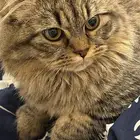 قطوه للبيع في العقيق او الباحه