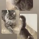 قطتين شيرازي ذكر واخته انثى عمرهم 5 شهور