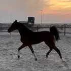 مهرة واهو فاخرة