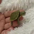 سلاحف برمائية