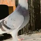 حمام تركي طواقي