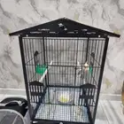 ببغاء كروان مع ملحقاته