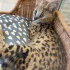 قط السيرفال لعشاق النوادر