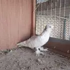 زوج صنعاني سلكي