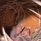 للبيع فرخين جاوا اقات نورمل الفروخ تحت الاهل الموقع الاحساء