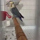 روز انثى بياضة