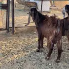 تيس قبرصي فحل جذع طيب