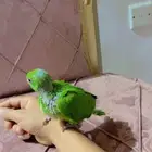 فرخ درة هندي