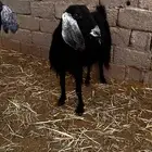 معزاء مقاني مضاريع