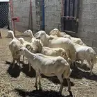 للبيع 8 ضان وفحل