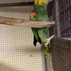 زوج دبل هيد سعر مميز