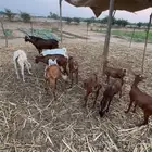 ماعز دهم مراح مراح واحد