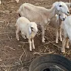 نعجه بعيالها 2 ذكر وأنثى