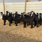 معزا مراح للبيع