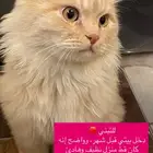 قط للتبني