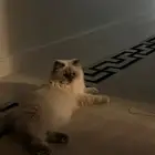 قطه هيمالايا للتبني