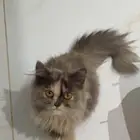 قطه أنثى شيرازي عمر 6 شهور للتبني