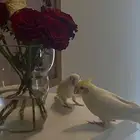 كروان اليف وروز اليف للبيع