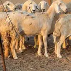 رخل سواكنيه ابوها حري وامها درمانيه صنف