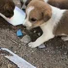 50 ريال كلاب صغيره لتربيه والحراسه 50 ريال