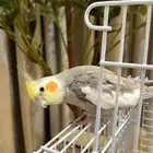 بغبغاء كروان ذكر منتج