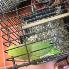 دره أنثى اليفه