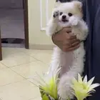 بوميرينيان ميني