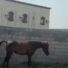 للبيع فرس شعبيه شيخه