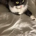 قطة للتبني مطعمة ومعقم