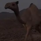 ناقه للبيع