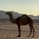 البكره الدبيانيه الكفو