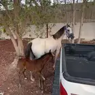 فرس شعبيه معها مهره